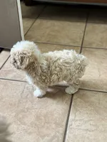 Sandy, a female Poodle - Toy  for sale in Saco, ME – 2 of 3