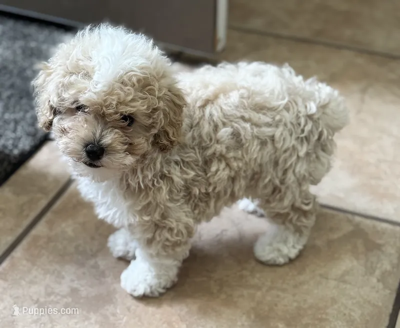 Sandy – Poodle - Toy  puppy for sale in Saco, ME