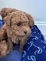 Cash , a male Poodle - Miniature  for sale in Saco, ME – 1 of 3