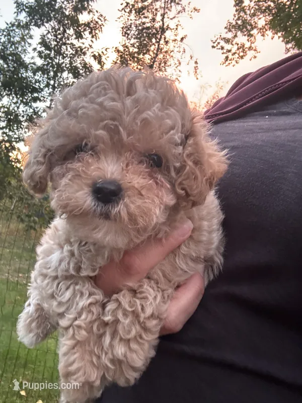 Bella – Poodle - Toy  puppy for sale in Saco, ME