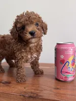 Max, a male Poodle - Toy  for sale in Saco, ME – 1 of 2