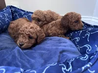 Cash , a male Poodle - Miniature  for sale in Saco, ME – 3 of 3