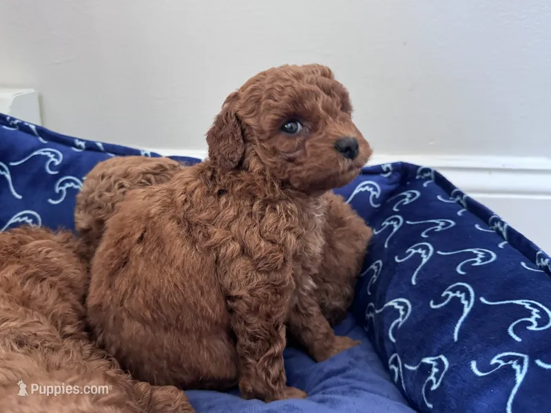 Maggie – Poodle - Miniature  puppy for sale in Saco, ME