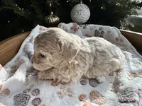 Lily, a female Poodle - Toy  for sale in Saco, ME – Photo 6 of 6