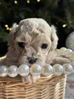 Lily, a female Poodle - Toy  for sale in Saco, ME – Photo 2 of 6