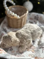 Lily, a female Poodle - Toy  for sale in Saco, ME – Photo 3 of 6