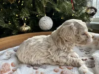 Lily, a female Poodle - Toy  for sale in Saco, ME – Photo 5 of 6
