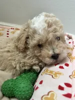 Sandy, a female Poodle - Toy  for sale in Saco, ME – 4 of 4