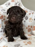 Stone, a male Poodle - Toy  for sale in Saco, ME – 3 of 3