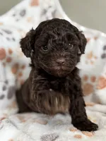 Stone, a male Poodle - Toy  for sale in Saco, ME – 2 of 3