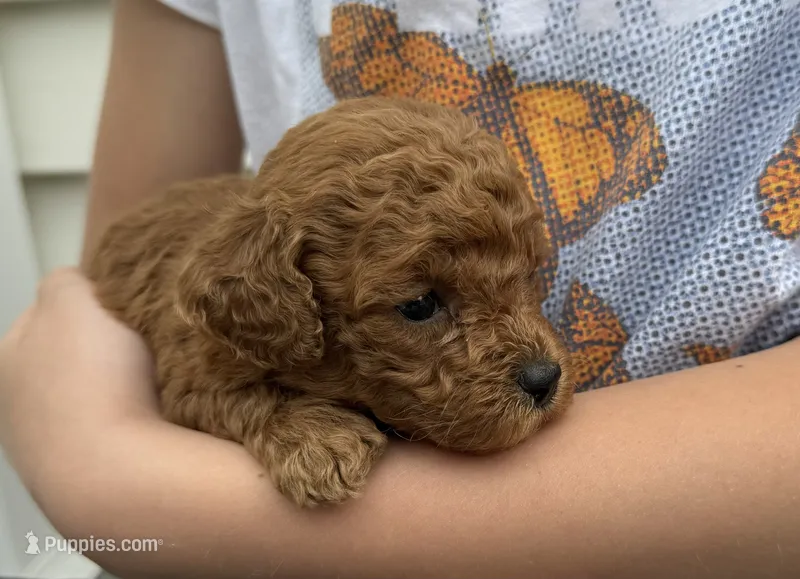 Mia – Poodle - Toy  puppy for sale in Saco, ME