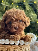 Zoey, a female Poodle - Miniature  for sale in Saco, ME – Photo 1 of 5