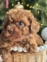 Zoey, a female Poodle - Miniature  for sale in Saco, ME – Photo 2 of 5