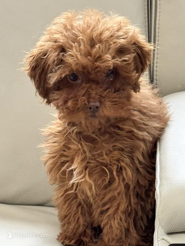 Zoey, a female Poodle - Miniature  for sale in Saco, ME – Photo 1 of 3