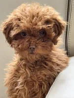 Zoey, a female Poodle - Miniature  for sale in Saco, ME – Photo 2 of 3