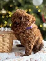 Zoey, a female Poodle - Miniature  for sale in Saco, ME – Photo 4 of 5