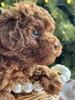 Zoey, a female Poodle - Miniature  for sale in Saco, ME – Photo 5 of 5