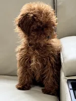 Zoey, a female Poodle - Miniature  for sale in Saco, ME – Photo 3 of 3