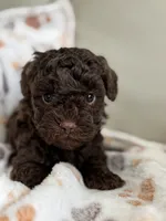 Stone, a male Poodle - Toy  for sale in Saco, ME – 1 of 3