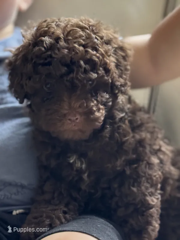 Stone – Poodle - Toy  puppy for sale in Saco, ME