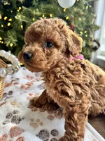 Sandy, a female Poodle - Miniature  for sale in Saco, ME – Photo 3 of 3