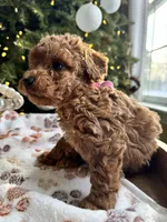 Sandy, a female Poodle - Miniature  for sale in Saco, ME – Photo 2 of 3