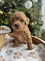 Sandy, a female Poodle - Miniature  for sale in Saco, ME – Photo 1 of 3