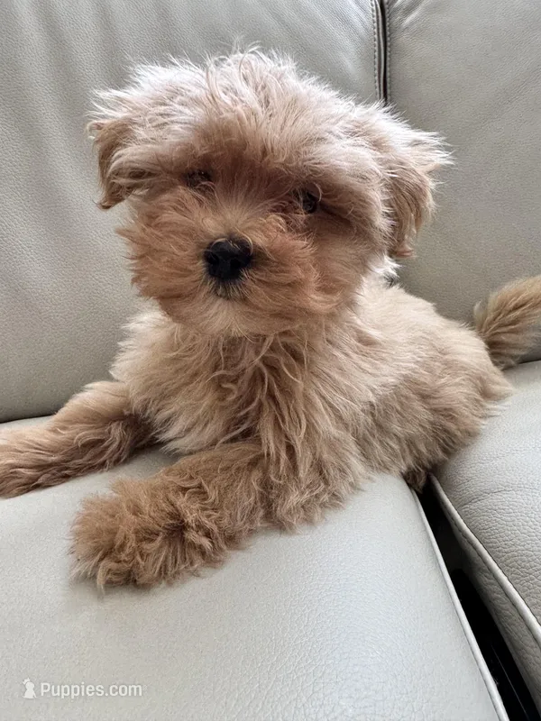 Miles – Maltipoo puppy for sale in Saco, ME