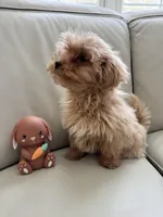 Miles, a male Maltipoo for sale in Saco, ME – Photo 2 of 2