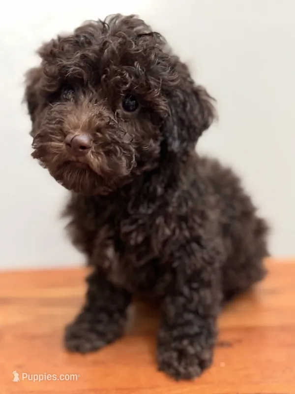 Miles – Poodle - Toy  puppy for sale in Saco, ME