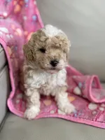 Sandy, a female Poodle - Toy  for sale in Saco, ME – 1 of 4