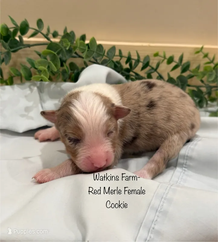Cookie – Australian Shepherd puppy for sale in Rose Bud, AR