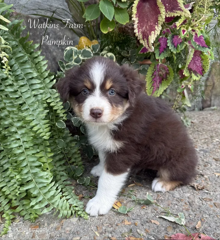 Pumpkin – Australian Shepherd puppy for sale in Rose Bud, AR