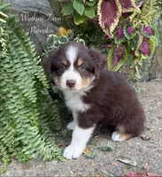 Pumpkin, a female Australian Shepherd for sale in Rose Bud, AR – 1 of 5