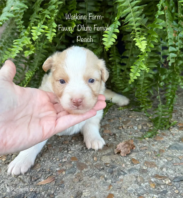 Peach – Australian Shepherd puppy for sale in Rose Bud, AR