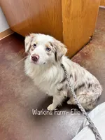 Peach, a female Australian Shepherd for sale in Rose Bud, AR – 3 of 5