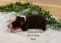Ginger, a female Australian Shepherd for sale in Rose Bud, AR – 2 of 5