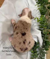 Cookie, a female Australian Shepherd for sale in Rose Bud, AR – 2 of 5
