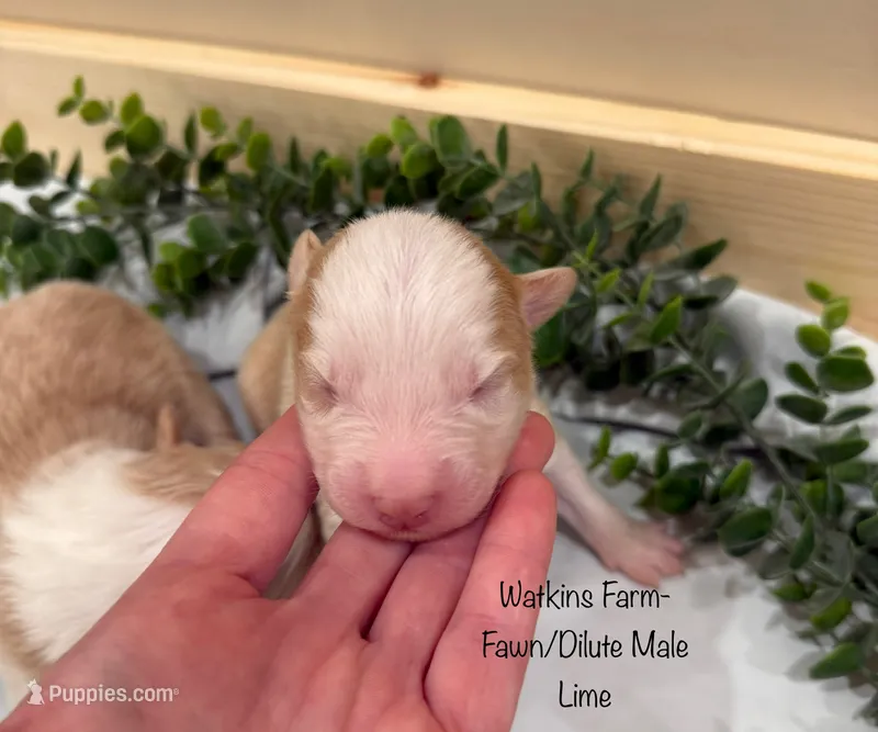 Lime – Australian Shepherd puppy for sale in Rose Bud, AR