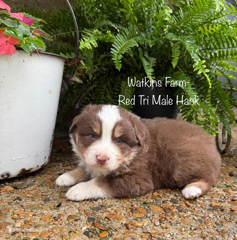Hank – Australian Shepherd puppy for sale in Rose Bud, AR
