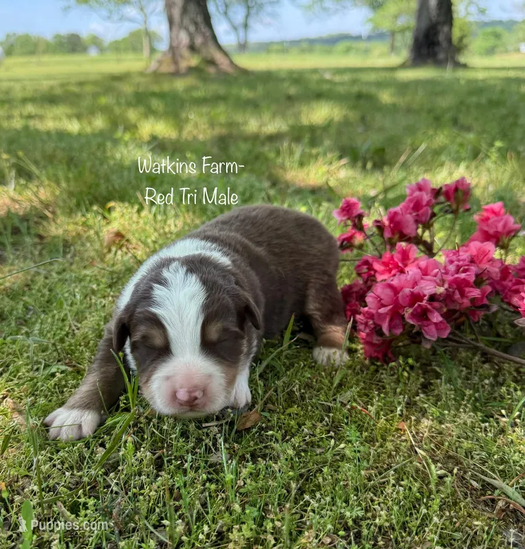 Hank – Australian Shepherd puppy for sale in Rose Bud, AR