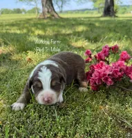Hank, a male Australian Shepherd for sale in Rose Bud, AR – Photo 1 of 3