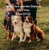 Cookie, a female Australian Shepherd for sale in Rose Bud, AR – 3 of 5