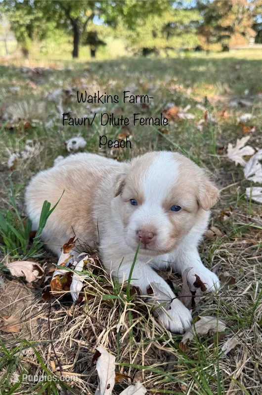 Peach – Australian Shepherd puppy for sale in Rose Bud, AR