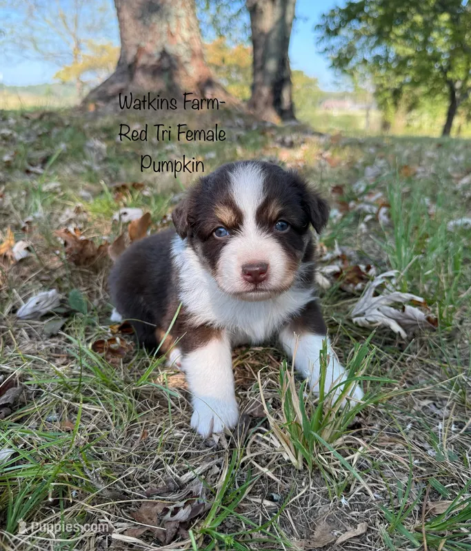 Pumpkin – Australian Shepherd puppy for sale in Rose Bud, AR