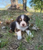 Pumpkin, a female Australian Shepherd for sale in Rose Bud, AR – 2 of 5