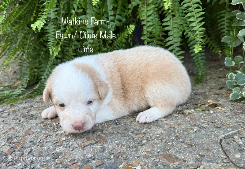 Lime – Australian Shepherd puppy for sale in Rose Bud, AR