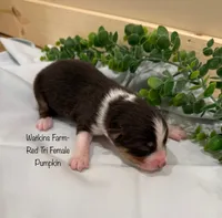 Pumpkin, a female Australian Shepherd for sale in Rose Bud, AR – 2 of 5