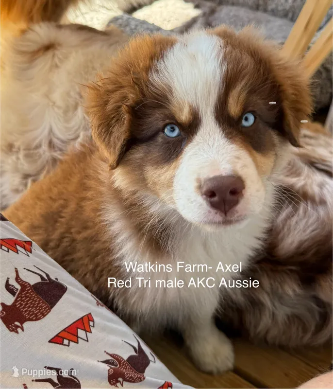 Axel – Australian Shepherd puppy for sale in Rose Bud, AR