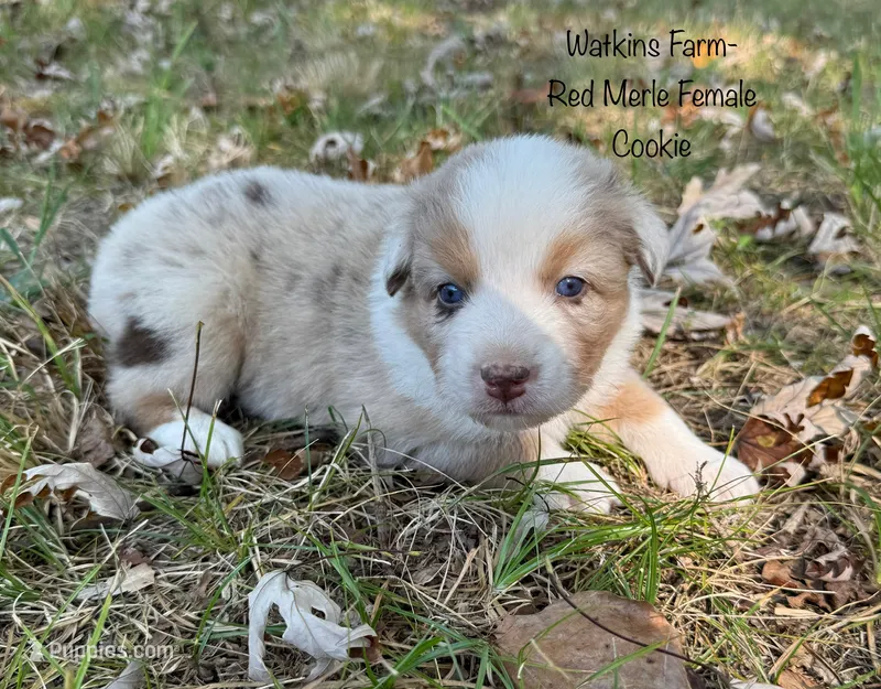 Cookie – Australian Shepherd puppy for sale in Rose Bud, AR
